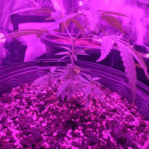 prem BR 2 #1 growlog timeline photo