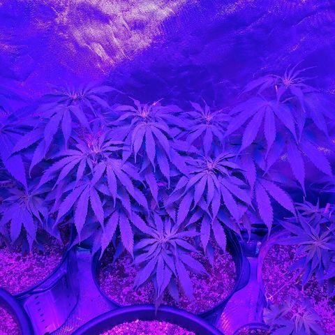 1 growlog timeline photo