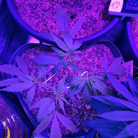 prem BR 2 #1 growlog timeline photo