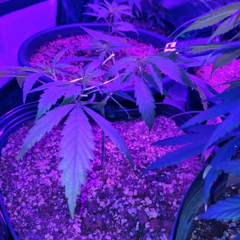 prem BR 2 #1 growlog timeline photo