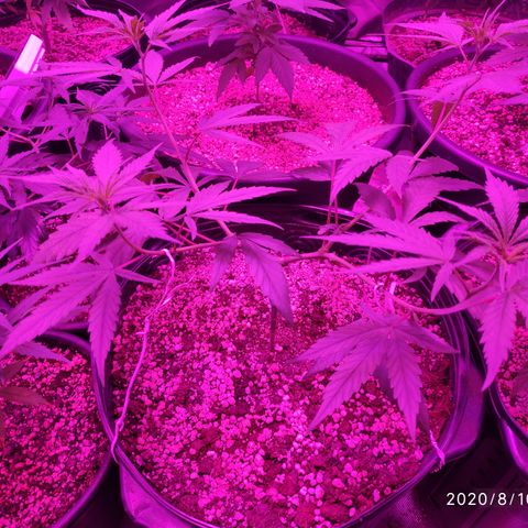 prem BR 2 #1 growlog timeline photo