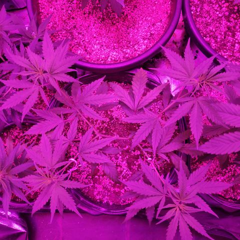 prem BR 2 #1 growlog timeline photo