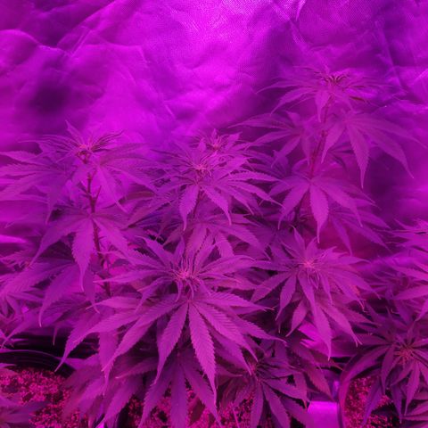 1 growlog timeline photo