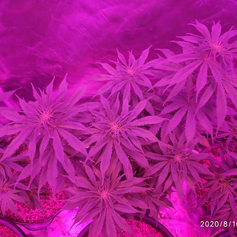 1 growlog timeline photo