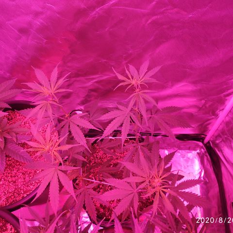 prem BR 2 #1 growlog timeline photo