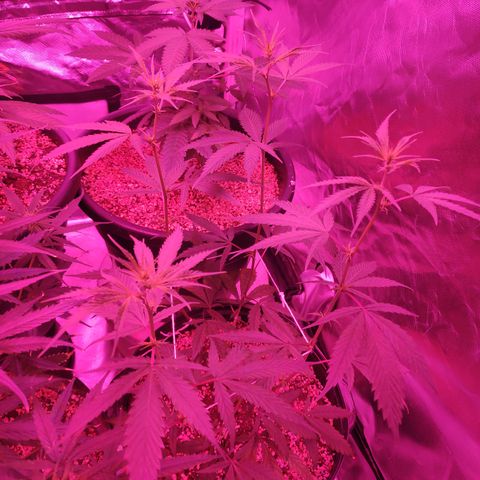 prem BR 2 #1 growlog timeline photo