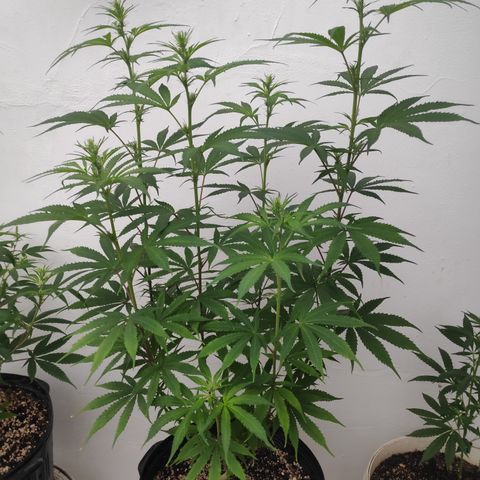 1 growlog timeline photo