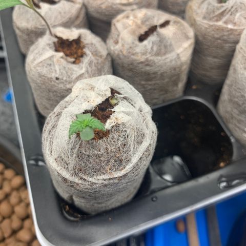 Lsd-25A growlog timeline photo