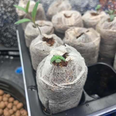 Lsd-25A growlog timeline photo