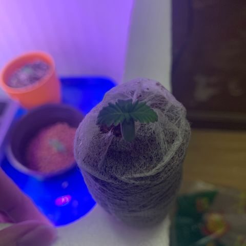 Lsd-25A growlog timeline photo