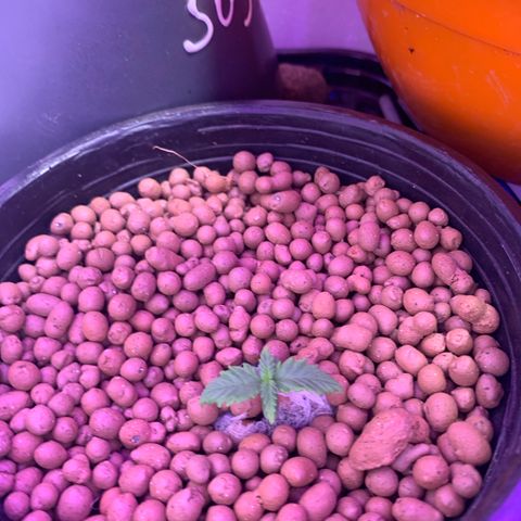 Lsd-25A growlog timeline photo