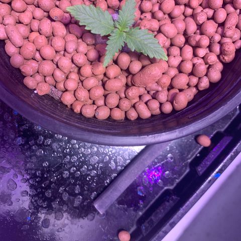 Lsd-25A growlog timeline photo