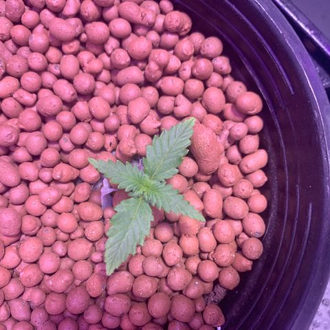 Lsd-25A growlog timeline photo