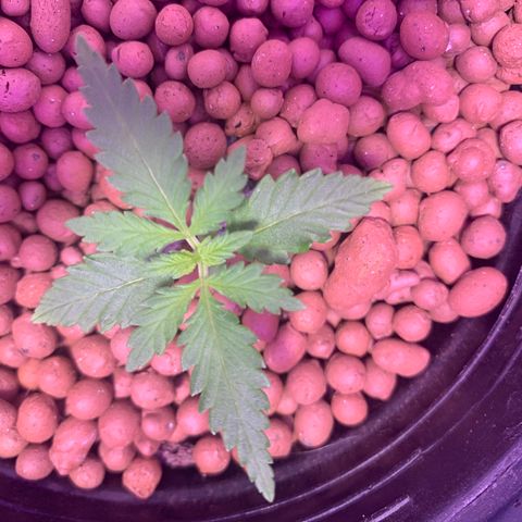 Lsd-25A growlog timeline photo
