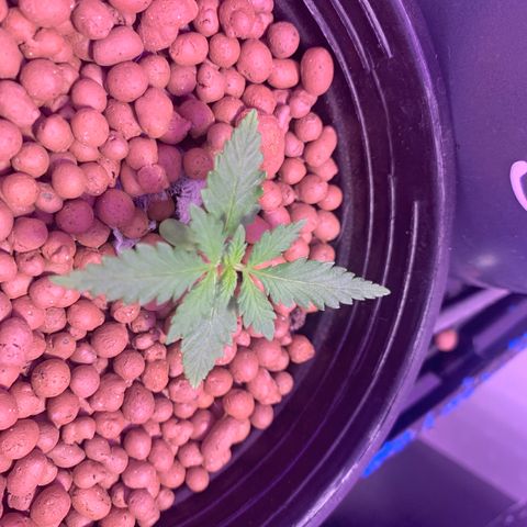Lsd-25A growlog timeline photo