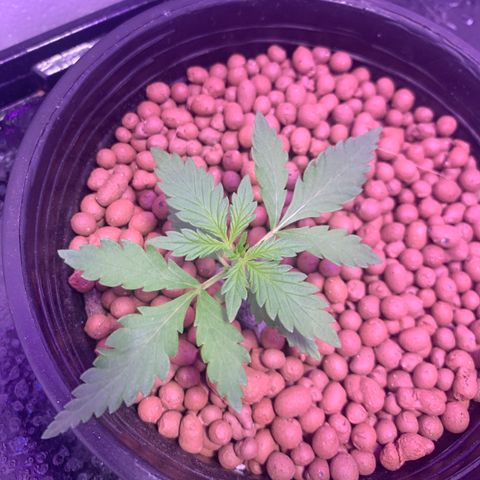 Lsd-25A growlog timeline photo