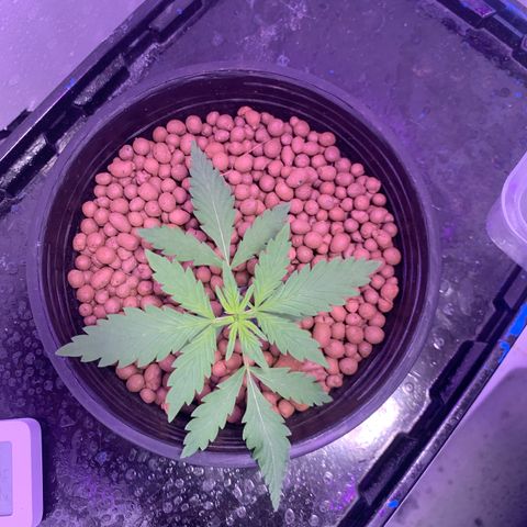 Lsd-25A growlog timeline photo
