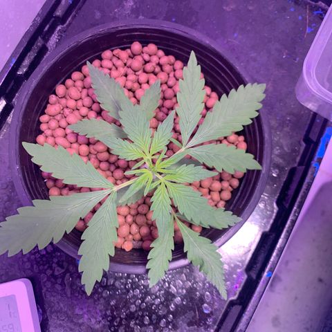 Lsd-25A growlog timeline photo