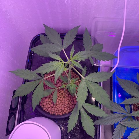 Lsd-25A growlog timeline photo