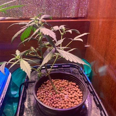 Lsd-25A growlog timeline photo