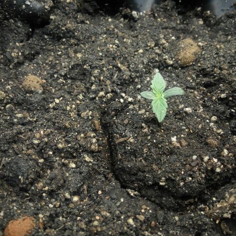 G13+xxl [axxseeds] #SS growlog timeline photo