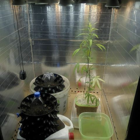 G13+xxl [axxseeds] #SS growlog timeline photo