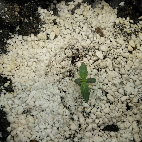 G13+xxl [axxseeds] #SS growlog timeline photo