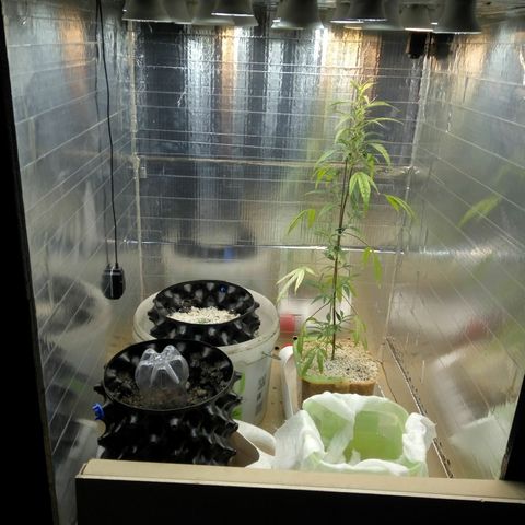 G13+xxl [axxseeds] #SS growlog timeline photo