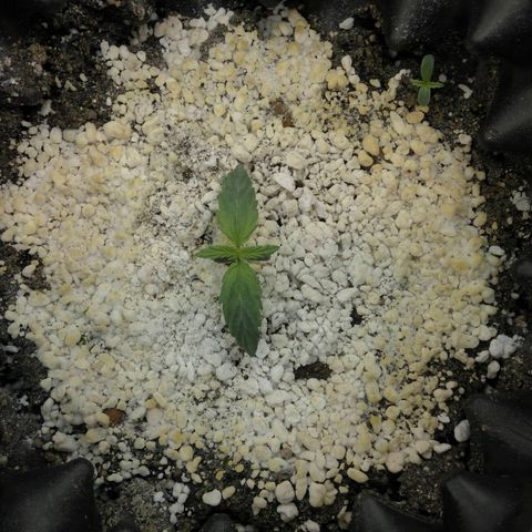 G13+xxl [axxseeds] #SS growlog timeline photo