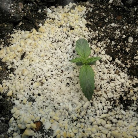 G13+xxl [axxseeds] #SS growlog timeline photo