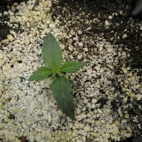 G13+xxl [axxseeds] #SS growlog timeline photo