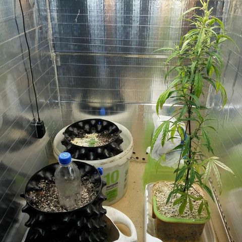 G13+xxl [axxseeds] #SS growlog timeline photo