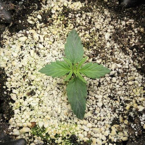 G13+xxl [axxseeds] #SS growlog timeline photo