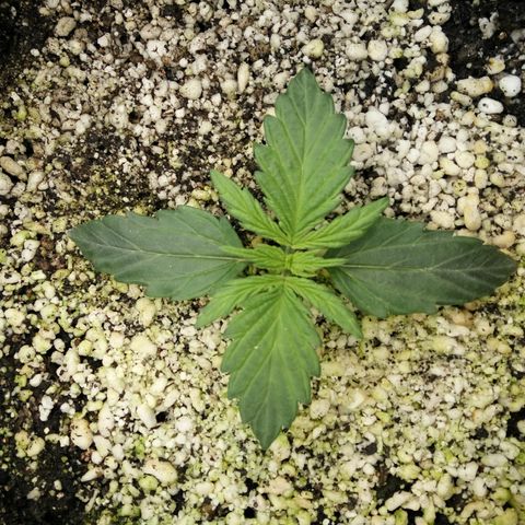 G13+xxl [axxseeds] #SS growlog timeline photo