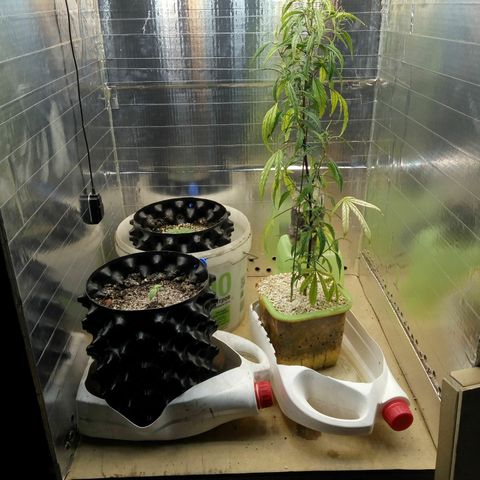 G13+xxl [axxseeds] #SS growlog timeline photo