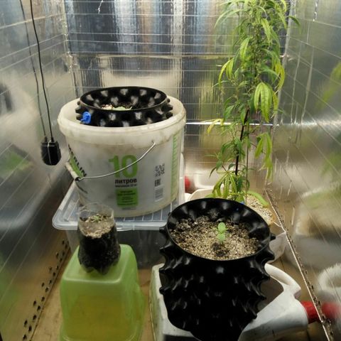 G13+xxl [axxseeds] #SS growlog timeline photo