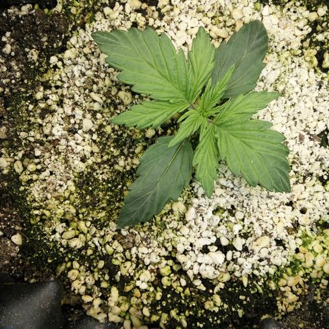 G13+xxl [axxseeds] #SS growlog timeline photo