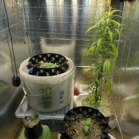 G13+xxl [axxseeds] #SS growlog timeline photo