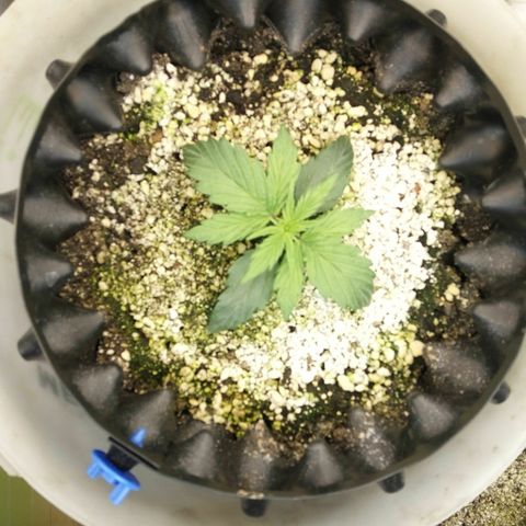 G13+xxl [axxseeds] #SS growlog timeline photo