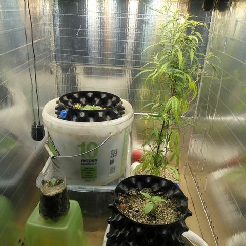 G13+xxl [axxseeds] #SS growlog timeline photo
