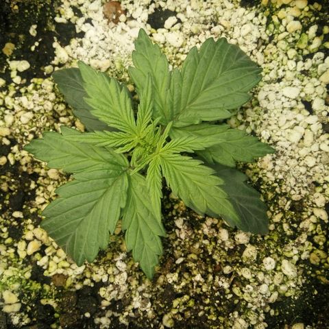G13+xxl [axxseeds] #SS growlog timeline photo