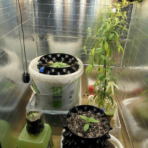 G13+xxl [axxseeds] #SS growlog timeline photo