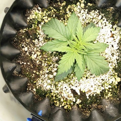 G13+xxl [axxseeds] #SS growlog timeline photo