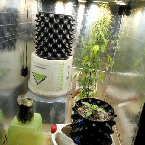G13+xxl [axxseeds] #SS growlog timeline photo