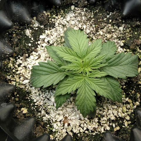 G13+xxl [axxseeds] #SS growlog timeline photo