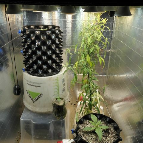G13+xxl [axxseeds] #SS growlog timeline photo