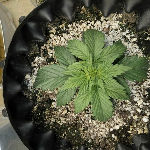 G13+xxl [axxseeds] #SS growlog timeline photo