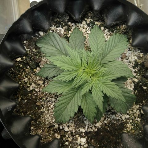 G13+xxl [axxseeds] #SS growlog timeline photo
