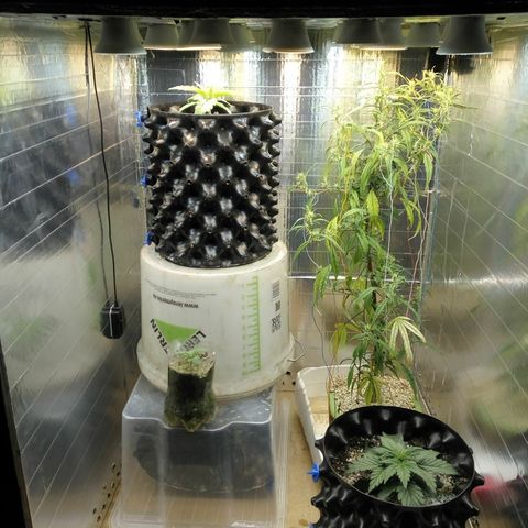 G13+xxl [axxseeds] #SS growlog timeline photo