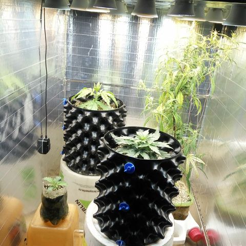 G13+xxl [axxseeds] #SS growlog timeline photo